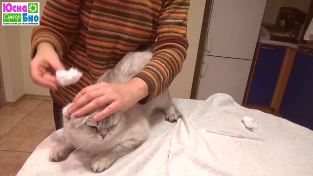Как сделать подкожную инъекцию вакцины кошке. смотреть онлайн