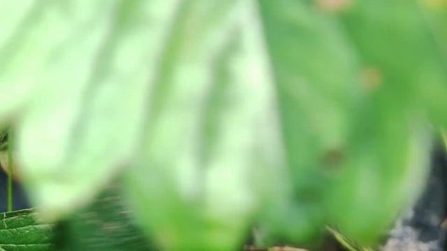 ?Лия Сахарная (средний срок созревания, КСД? Клубника после постоянных дождей ??♀️ смотреть онлайн