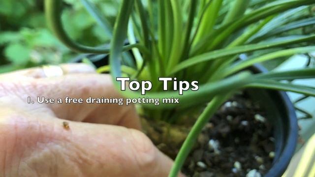 The "Frizzle Sizzle Plant" - How to grow and Care For Albuca spiralis смотреть онлайн