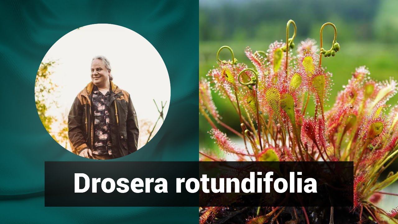Разбор препарата ДРОЗЕРА РОТУНДИФОЛИА DROSERA ROTUNDIFOLIA | Гомеопатия и Здоровье