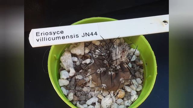 Eriosyce, Neoporteria-my collection | Cactus-information, cultivation, flowers смотреть онлайн