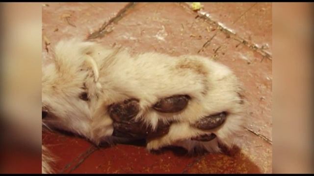 Пресечена попытка продать шкуры снежного барса и бурых медведей смотреть онлайн