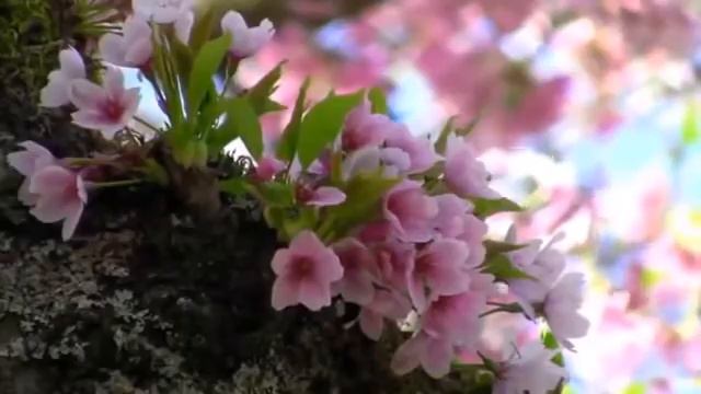 Hadidja Magomedova Jannati dunya смотреть онлайн