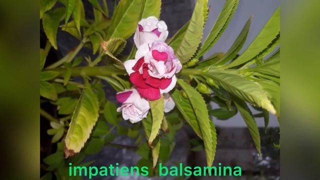 Best flowering plants//flowering plants name// home garden смотреть онлайн