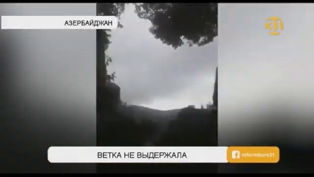 В Азербайджане ветка 500-летнего дерева придавила 19 человек смотреть онлайн