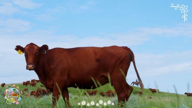 Adorable Baby Farm Animal Moments: Lion, Owl & Antelope - Animals Video смотреть онлайн