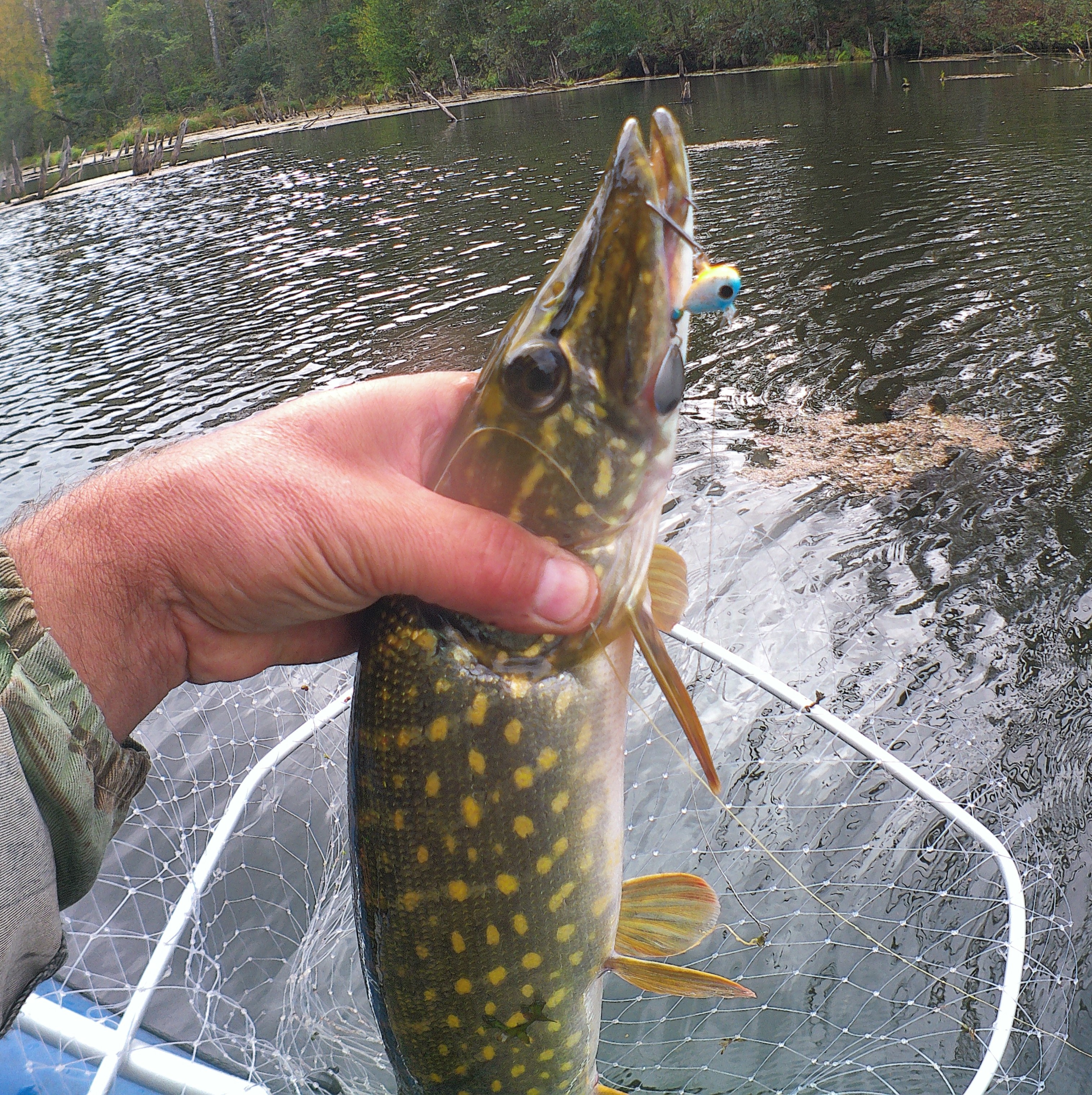 Осень 2023 (6) - тейл-спиннер снова выручает!