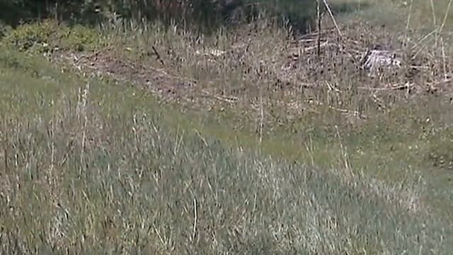Кирказон, Поликсены на поляне смотреть онлайн