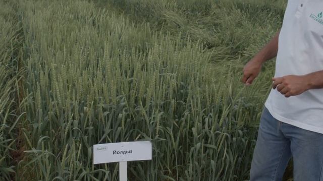 Продолжение экскурсии по демонстрационному питомнику яровой мягкой пшеницы. Часть 2 смотреть онлайн