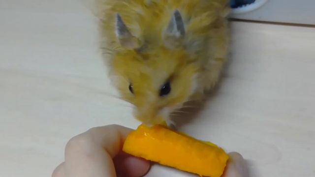 Сирийский хомячок . Что любят есть ? смотреть онлайн