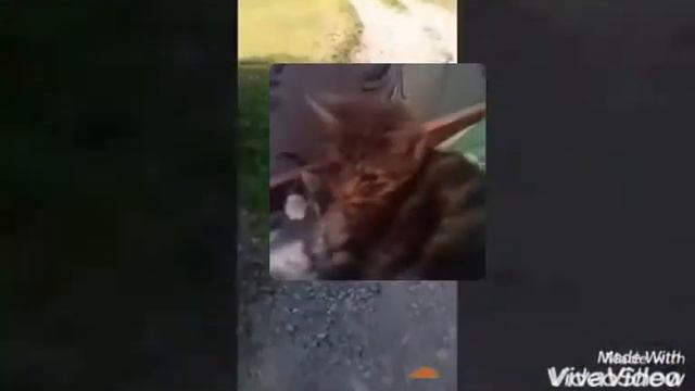 Песня гравити фолз про моего котёнка кузю смотреть онлайн