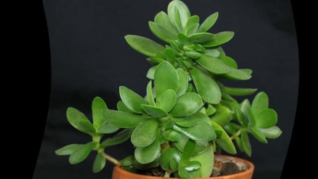 Как прищипывать денежное дерево