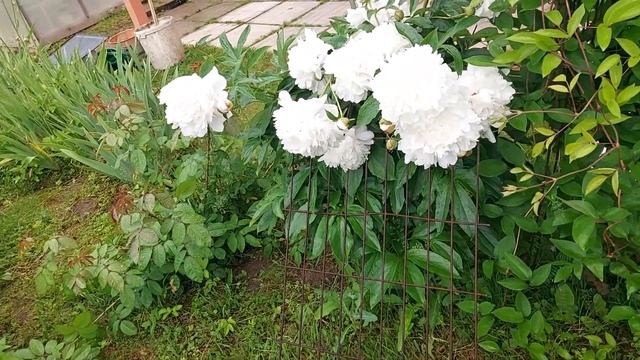 579. ОБЗОР ОГОРОДА 25,06,22= прошло 2 недели. смотреть онлайн