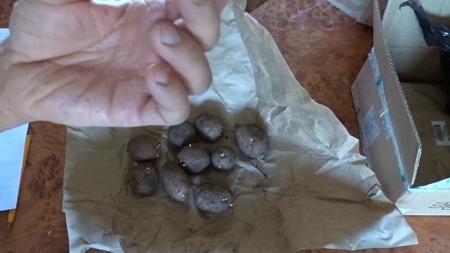 Семенной картофель из "Сады России". Несколько непонятных моментов. смотреть онлайн