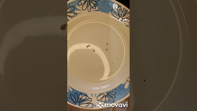 ТОМАТ ОМАНА ОРАНЖ. ПОСАДКА НА РАССАДУ. ОГОРОД НА КУБАНИ. shorts# смотреть онлайн