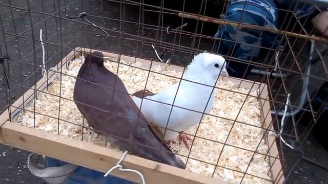 Голуби Подмосковья в Истре 23.04.2017 смотреть онлайн