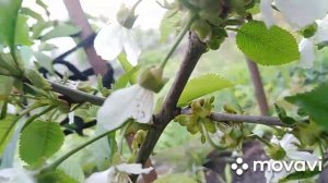 Формируем саженец черешни. Сорт "Ипуть"