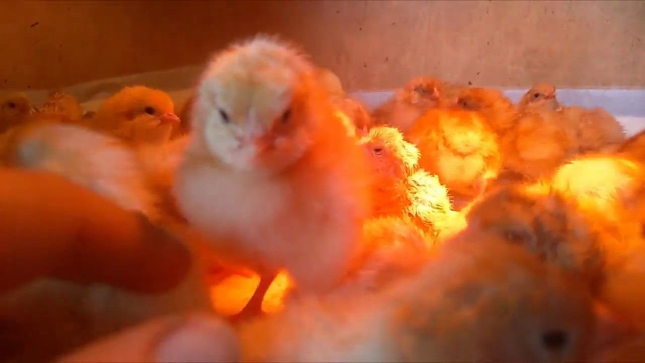 ВЫВОД ЦЫПЛЯТ РЕДБРО Сколько весит новорожденый цыпленок смотреть онлайн