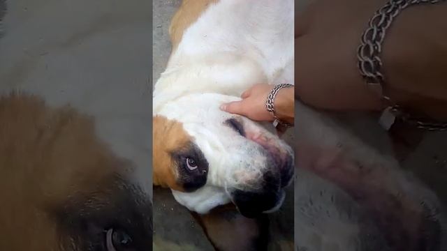 Vlog.Влог.Моя маленькая собачка)))гладкошерстный самбернар ))) смотреть онлайн