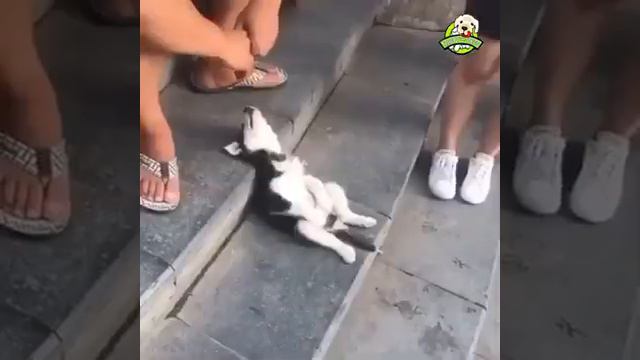 Приколы с котиками. Котики и собачки. Смешное видео с животными. Котэ смотреть онлайн