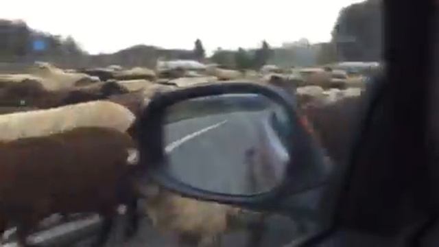 Нападение овец на человека смотреть онлайн