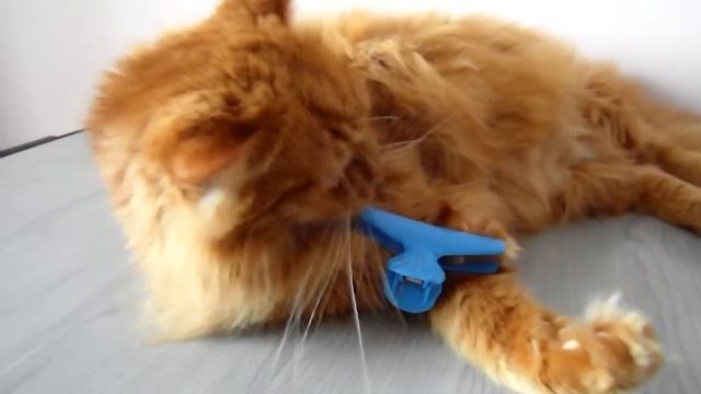 Phlegmatic Cat - Котэ флегматик смотреть онлайн