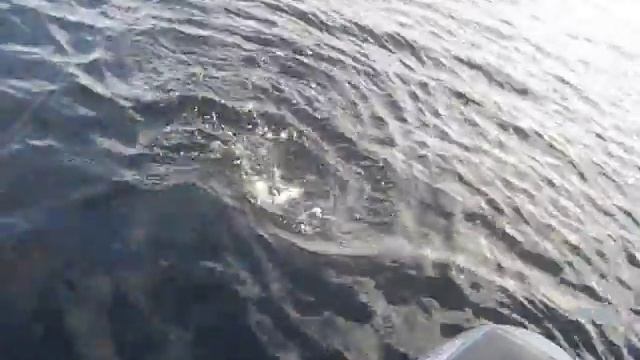 трофейная щука на спиннинг смотреть онлайн