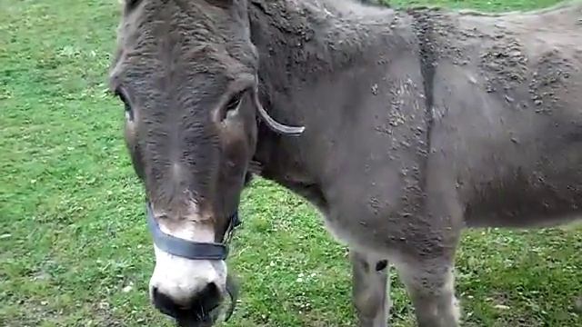 Caen. Новости живого уголка: ослик LuLu болеет. смотреть онлайн