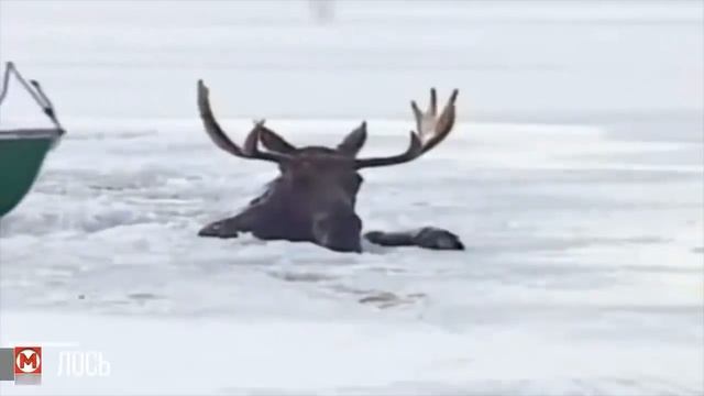 Посмотрите, что Бывает, Когда Животные Просят Помощи у Людей смотреть онлайн