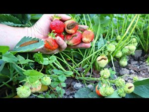 Единственный 100% рабочий способ защитить клубнику от слизней в период созревания ягод.