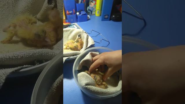 У меня вылупились голуби!!! смотреть онлайн