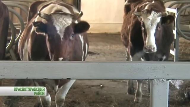 Корова "шведка" смотреть онлайн