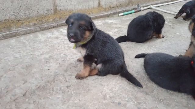 Первый самостоятельный прием пищи щенков немецкой овчарки | Щенки немецкой овчарки смотреть онлайн