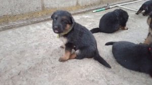 Первый самостоятельный прием пищи щенков немецкой овчарки | Щенки немецкой овчарки