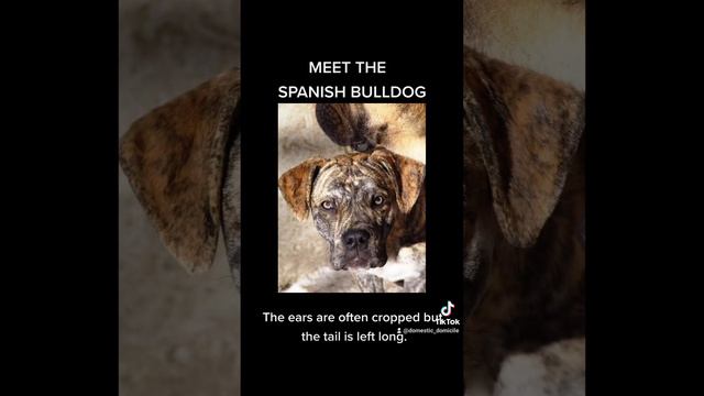 MEET THE SPANISH BULLDOG | ALANO ESPAÑOL смотреть онлайн