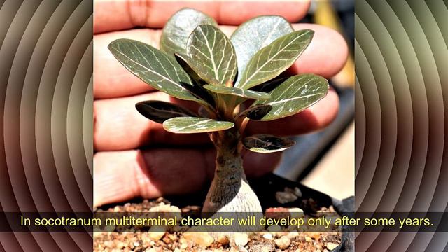 Adenium Polyterminals смотреть онлайн