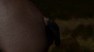 Horse Transformation No Sound