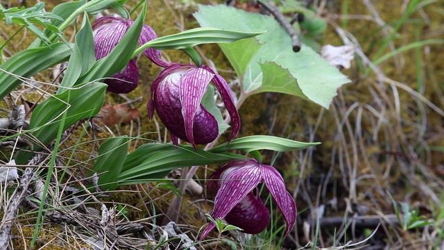 Cypripedium yunnanense, tibeticum and calcicola - China смотреть онлайн