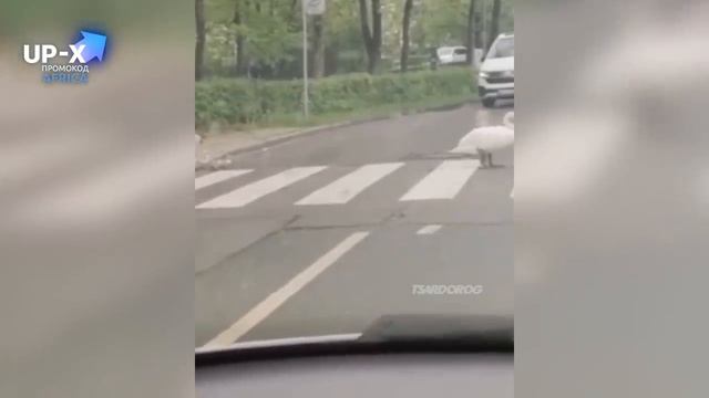 ЛУЧШИЕ АВТО ПРИКОЛЫ 2022 ? РУССКИЕ ПРИКОЛЮХИ С ДОРОГ_ЧУДИКИ ИЗ СОЦСЕТЕЙ_РЖАКА #38.mp4 смотреть онлайн