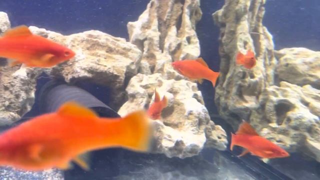 АрованАква Меченосец Флаговый смотреть онлайн