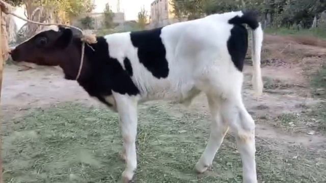 Моли ферма оча бача. смотреть онлайн