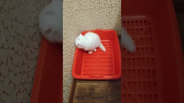 Шотландский вислоухий котёнок ходит на лоточек без наполнителя смотреть онлайн