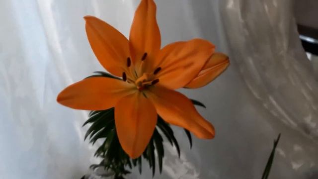 Как размножить лилии листочками в феврале- марте от луковиц из пакетов. смотреть онлайн