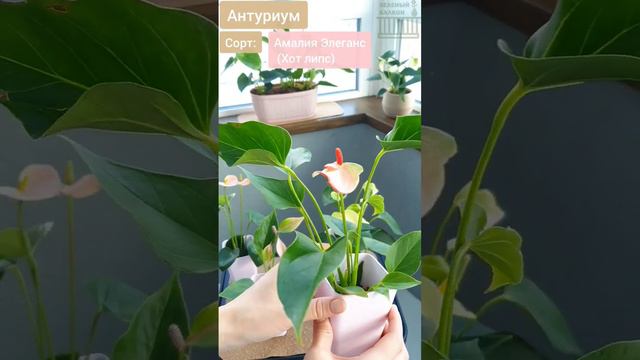 КОРЗИНА АНТУРИУМОВ/ карликовые сорта: Нано Свит, Ванилла, Спирит, Эклипс, Хот липс #anthurium смотреть онлайн