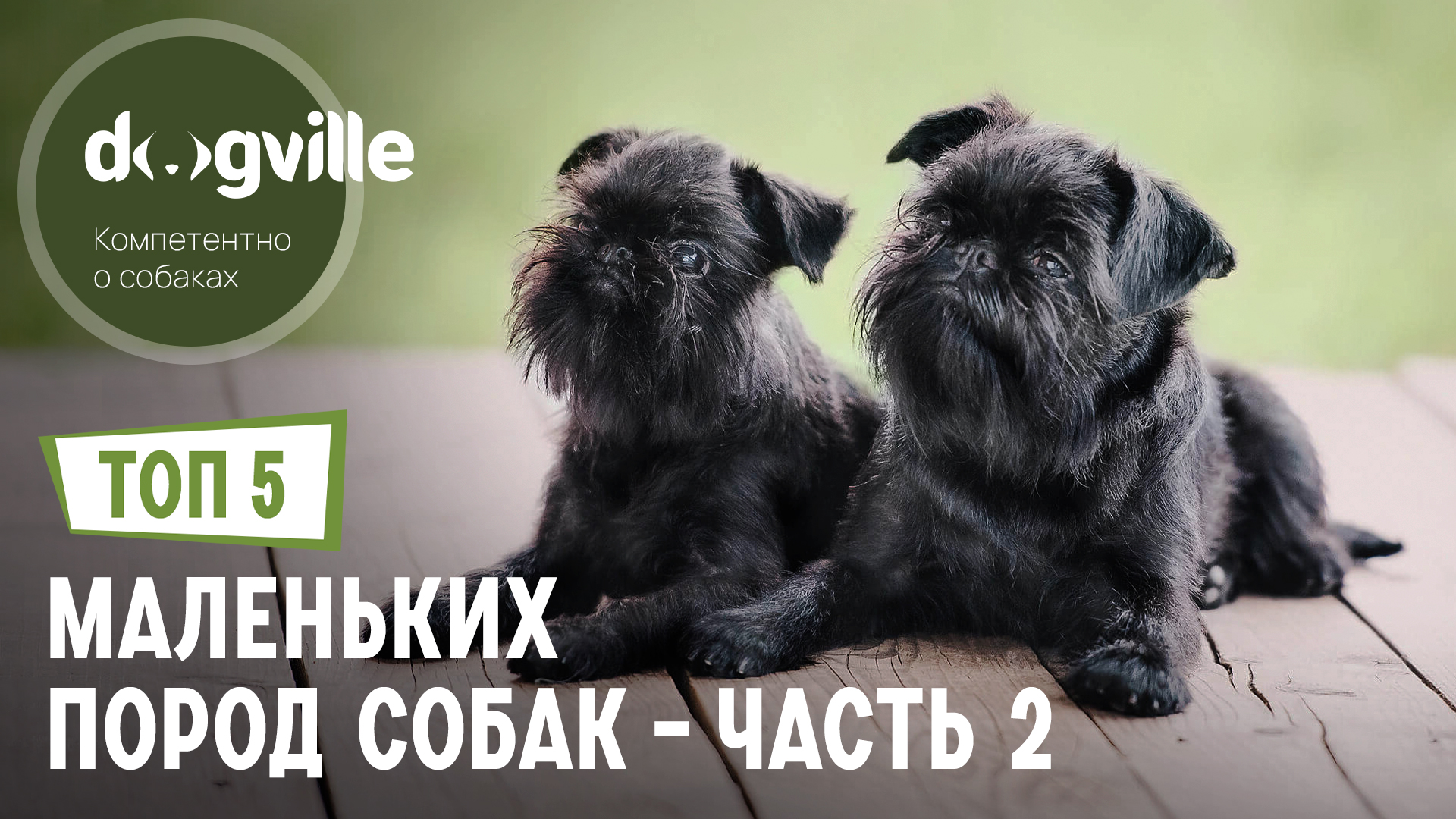 ТОП 5 САМЫХ маленьких пород собак – Часть 2 смотреть онлайн