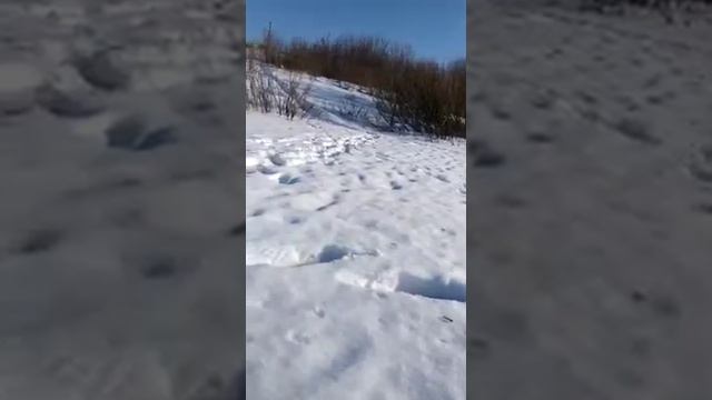 Горностай ворует рыбу смотреть онлайн