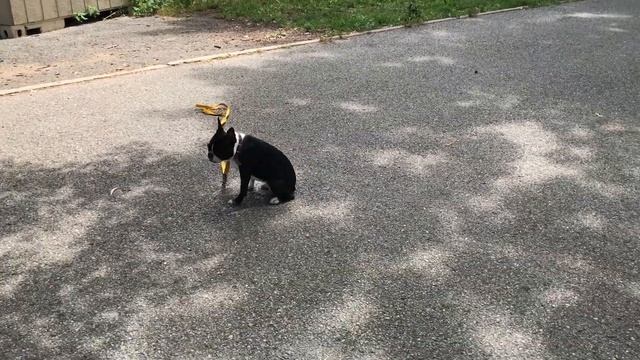 Команда - "Место" - Дрессировка бостон терьера смотреть онлайн