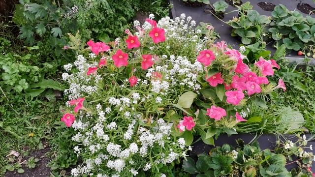 Самые красивые цветы! АЛИССУМ Снежный ковер с медовым ароматом.