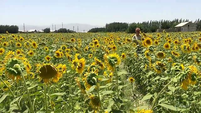 Самарканд.🌻Подсолнуховое поле в Пастдаргомском районе (03.07.2022)🌻 смотреть онлайн