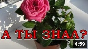 Уход за КОМНАТНОЙ РОЗОЙ???